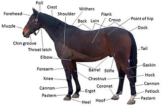 points of horse